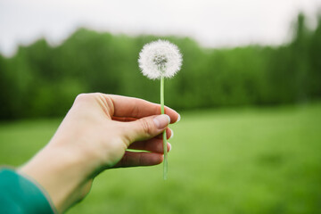 hand with dandelion