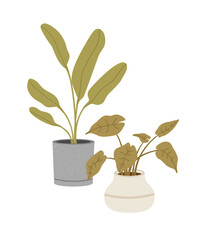 Vector illustration of the flowerpots with dieffenbachia and alocasia, isolated on a white background. Concept of home flower, springtime gardening, floriculture. Hand-drawn set in flat style.