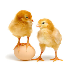 brown egg and chicks isolated on a white