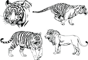 Fototapeta na wymiar vector drawings sketches different predator , tigers, lions, cheetahs and leopards are drawn in ink by hand , objects with no background