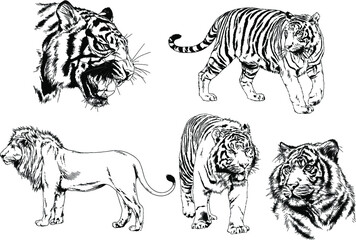 vector drawings sketches different predator , tigers, lions, cheetahs and leopards are drawn in ink by hand , objects with no background