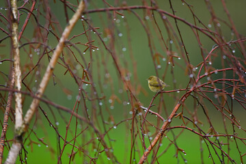 MOSQUITERO COMUN   (Phylloscopus collybita)