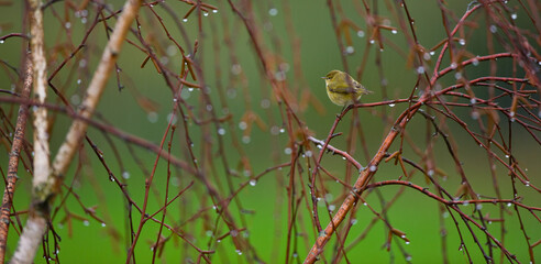 MOSQUITERO COMUN   (Phylloscopus collybita)