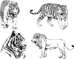 vector drawings sketches different predator , tigers, lions, cheetahs and leopards are drawn in ink by hand , objects with no background