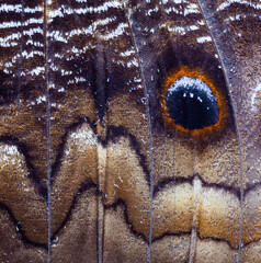 MARIPOSA Ocelo (mancha redonda y multicolor con apariencia de ojo y su función biológica se asocia con el mimetismo)