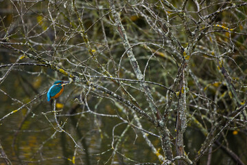 MARTIN PESCADOR (Alcedo atthis)
