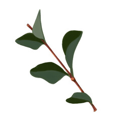 Illustration of the white snowberry branch with leaves isolated on white background