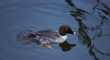 PORRON OSCULADO (Bucephala clangula)