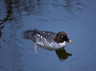 PORRON OSCULADO (Bucephala clangula)