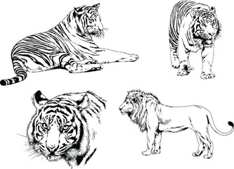 vector drawings sketches different predator , tigers, lions, cheetahs and leopards are drawn in ink by hand , objects with no background