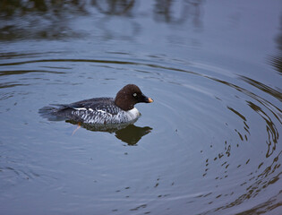 PORRON OSCULADO (Bucephala clangula)