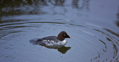 PORRON OSCULADO (Bucephala clangula)
