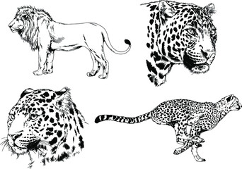 vector drawings sketches different predator , tigers, lions, cheetahs and leopards are drawn in ink by hand , objects with no background