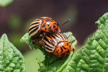 Crop pest, the Colorado potato beetle sits on the leaves of potatoes