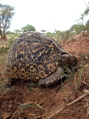 Obraz premium Turtle Tarangire National Park Tanzania