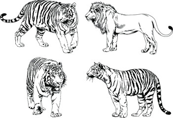Fototapeta na wymiar vector drawings sketches different predator , tigers, lions, cheetahs and leopards are drawn in ink by hand , objects with no background