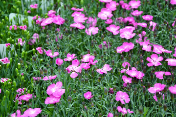 Obraz premium Dianthus pental flower. Dianthus caryophyllus plants. Beautiful fresh flowers. Summer nature. Garden, park or wild nature plant.