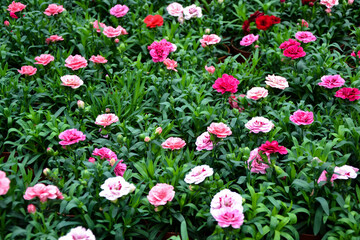Dianthus pental flower. Dianthus caryophyllus plants. Beautiful fresh flowers. Summer nature. Garden, park or wild nature plant.