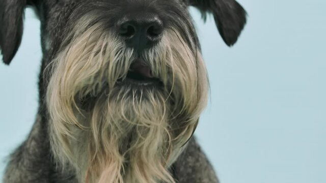 Mittelschnauzer in the studio on a bluish background. Close up of a bearded dog's face, nose, mouth, eyes. The pet licks its lips. Slow motion.