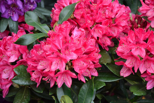 Rhododendron 'Roseum Elegans' - Stock Image - B834/2876 - Science Photo  Library