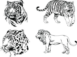 vector drawings sketches different predator , tigers, lions, cheetahs and leopards are drawn in ink by hand , objects with no background