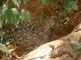 Turtle Tarangire National Park Tanzania