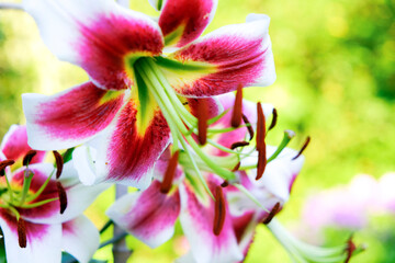 Fototapeta premium Beautiful lily flowers on a background of green leaves outdoors
