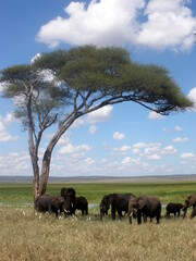 Elephant Tarangire National Park Tanzania