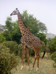 Naklejka na ściany i meble Giraffe Tarangire National Park Tanzania