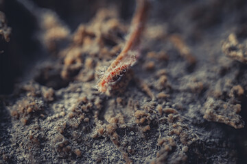 Beautiful little macro plant photography