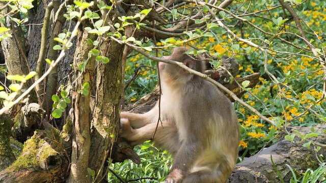 Beautiful shot of japan macaque monkey