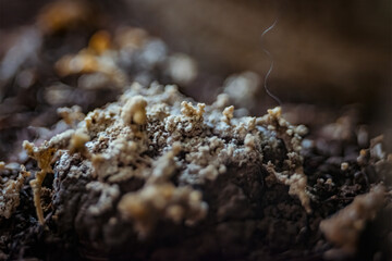 Beautiful little macro house plant photo