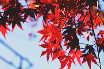 紅葉 モミジ もみじ 赤い 葉っぱ 日本庭園 美しい 落ち着いた