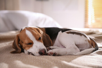 Cute Beagle puppy sleeping on bed at home. Adorable pet