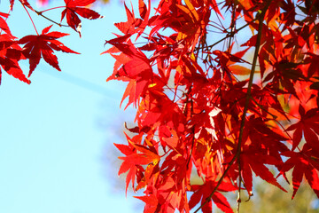 日本の秋の風景 もみじ 赤い 和風 オレンジ 綺麗 美しい 