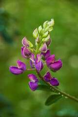 Purple blooming lupine or lupinus flower on green background - 409220534