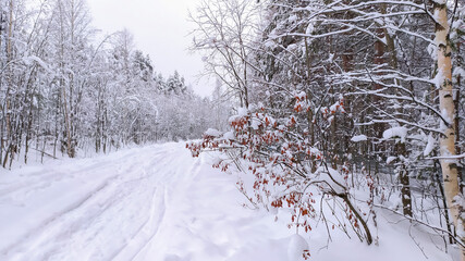 Russia,Republic Of Karelia,Kostomuksha. A red-leaved tree leaned over the path in the snow. January, 25. 2021.