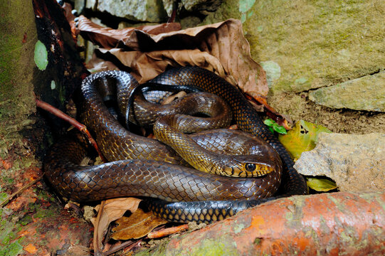 Asiatische Rattenschlange / Oriental Ratsnake, Dhaman (Ptyas mucosa) - Sri Lanka