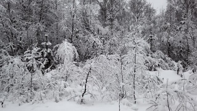 panorama of the winter forest