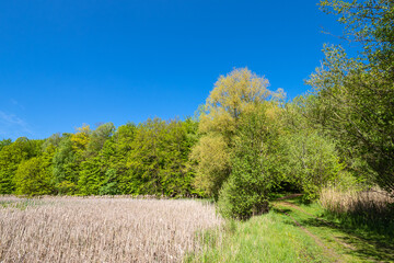 Landschaft mit Schilf und Bäumen bei Kuchelmiß