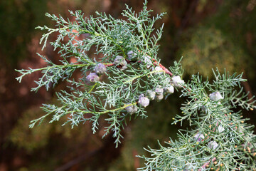 green of chamaecyparis lawsoniana background, cypress branches close-up, spring