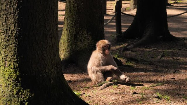 Beautifully lit japan macaque sitting on forrest floor