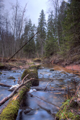 The river flows in the forest. Tall spruce trees.
