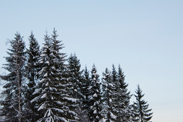 ice, wood, tree, forest, frost, christmas, snowy, sky, cold, white, outdoor, background, season, winter, landscape, nature, snow, pine, covered, day, clear, sweden, fir, scene, trees,