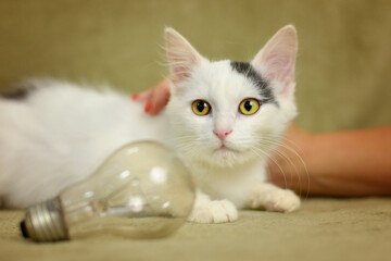 Fototapeta premium Small kitten with white and gray fur near a light bulb