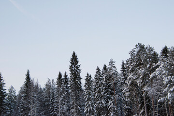 ice, wood, tree, forest, frost, christmas, snowy, sky, cold, white, outdoor, background, season, winter, landscape, nature, snow, pine, covered, day, clear, sweden, fir, scene, trees,