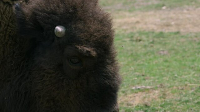 Wild bison walking through field - side profile - close up on head