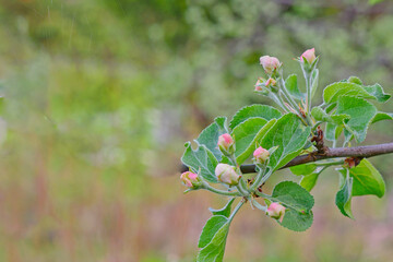The first flowers appeared on a young apple tree in early spring