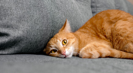 The ginger house cat hid its head under the sofa cushion. The concept of the behavior of pets.