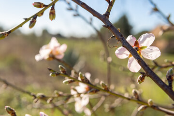 Close-up of almond blossoms (Prunus dulcis) on a sunny day. First flowers blooming on the tree